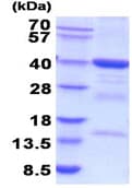 Kit ELISA Rat Ostéopontine 96 Tests