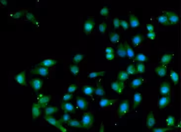Kit de Dosage des Facteurs de Transcription AP1 (c-Fos/FosB/Fra1/c-Jun/JunD) (Colorimétrique) 2 x 96 Tests