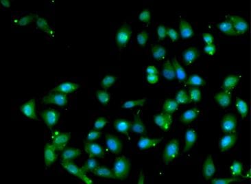 Kit de Dosage des Facteurs de Transcription AP1 (c-Fos/FosB/Fra1/c-Jun/JunD) (Colorimétrique) 2 x 96 Tests