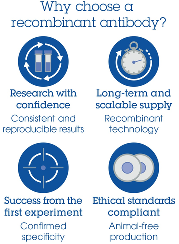 Kit de Dosage des Facteurs de Transcription C/EBP alpha/beta (Colorimétrique) 96 Tests