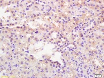 Kit ELISA Histamine 96 Tests