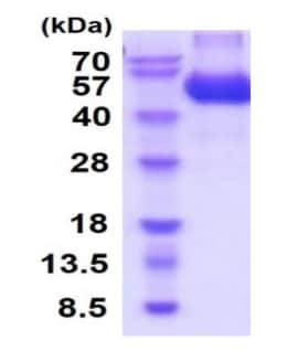Kit ELISA Souris GDF-15 96 Tests