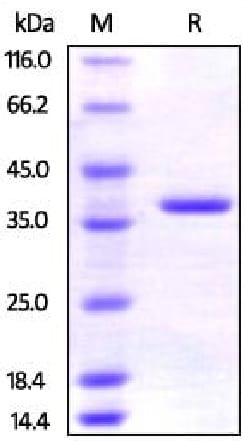 Inhibiteur Bcl-2, ABT-199 (Venetoclax) 1 mg