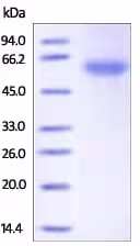 Kit de conjugaison Oligonucléotides 100 µg