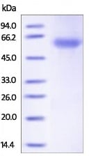 Kit de conjugaison Oligonucléotides 100 µg