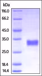 Kit ELISA HIV1 p24 96 Tests