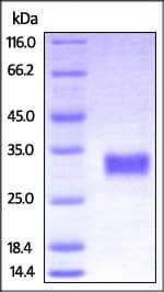 Kit ELISA HIV1 p24 96 Tests