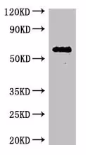 Protéine Recombinante Humain VEGFA (Active) 50 µg