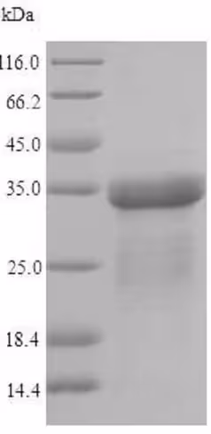 Kit ELISA Rat FGF-21 96 Tests
