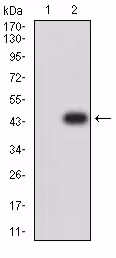 Kit ELISA Humain TIM-3 96 Tests
