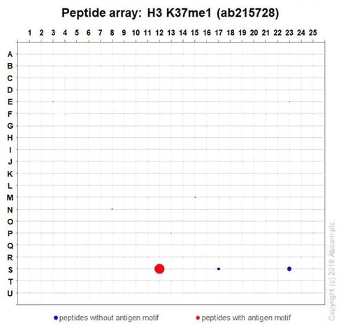 Kit de Dosage Degradation de Collagène/Zymographie (Fluorométrique) 100 Tests
