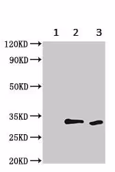 Réactif Phalloidine FITC 300 Tests