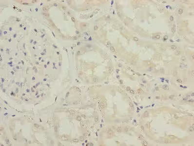 Réactif Rhodamine Phalloidine 300 Tests