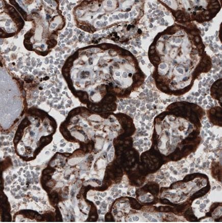 Kit ELISA Humain alpha SMA 96 Tests