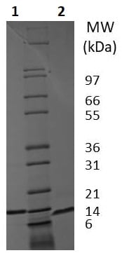 Inhibiteur BTK, Ibrutinib (PCI-32765) 10 mg