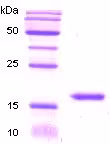 Protéine recombinante humain TGF beta 1 (Active) 10 µg