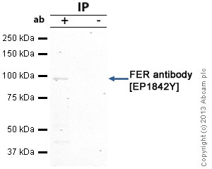 Protéine recombinante humain Interferon alpha 2b 100 µg