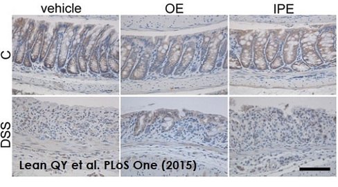 Kit Substrat DAB 125 ml