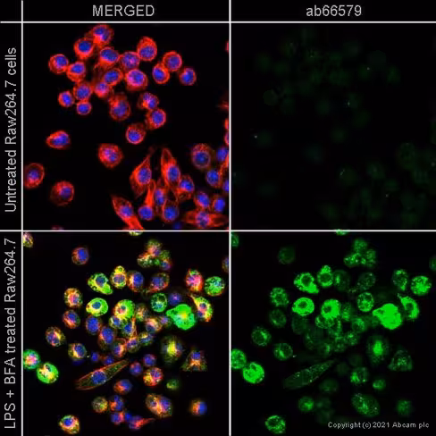 Diluant pour Anticorps 125 ml