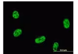 Kit de Detection IHC spécifique Lapin HRP/AEC (ABC) 15 ml