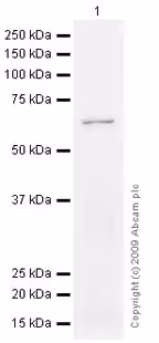 Kit de Dosage Activité Superoxyde Dismutase 100 Tests