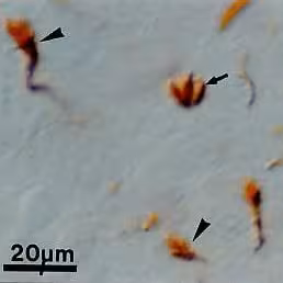 Serum Normal de Rat 10 ml