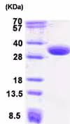 Kit de Dosage Alkaline Phosphatase (Colorimetrique) 500 Tests