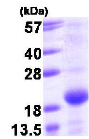 Kit de Dosage Glutamate 100 Tests