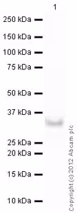 Protéine recombinante humain Ataxine 3 50 µg