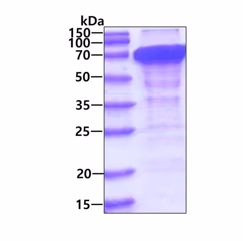 Protéine recombinante humain STIP1/STI1 50 µg