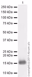Protéine recombinante humain / Murine / Rat BDNF (Active) 10 µg