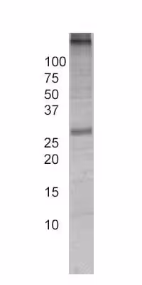 Kit ELISA Humain Heat Shock Protein 47 (SERPINH1) 96 Tests
