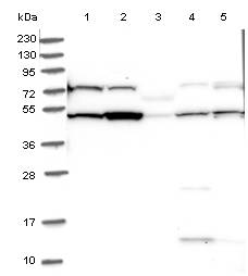 Inhibiteur du cytochrome p450, Itraconazole 100 mg