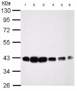 Protéine recombinante humain Enzyme dégradant l'insuline IDE 10 µg