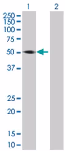 Pa2g4 293t cell transient overexpre ssion lysate (denatured) 100 µl