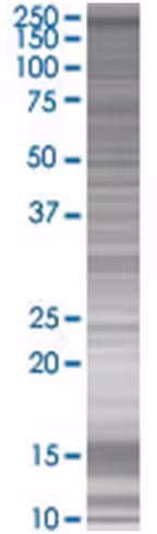 Polrmt 293t cell transient overexpr ession lysate (denatured) 100 µl
