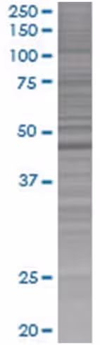 Per3 293t cell transient overexpres sion lysate (denatured) 100 µl