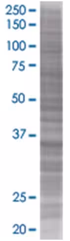 Pb1 293t cell transient overexpress ion lysate (denatured) 100 µl