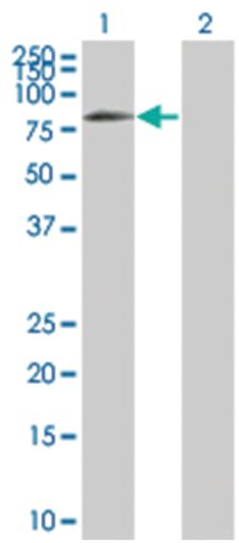 Pvrl4 293t cell transient overexpre ssion lysate (denatured) 100 µl