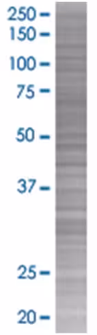 Plcd4 293t cell transient overexpre ssion lysate (denatured) 100 µl
