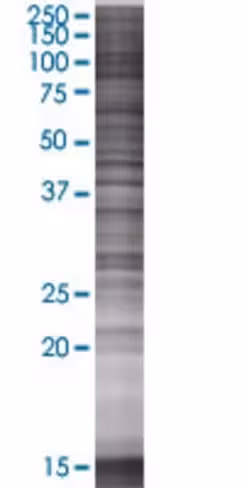 Pnma1 293t cell transient overexpre ssion lysate (denatured) 100 µl