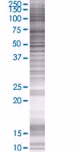 Page4 293t cell transient overexpre ssion lysate (denatured) 100 µl