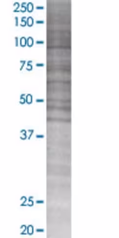 Ptges 293t cell transient overexpre ssion lysate (denatured) 100 µl