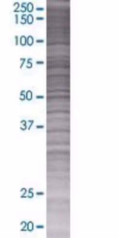 Pi3 293t cell transient overexpress ion lysate (denatured) 100 µl