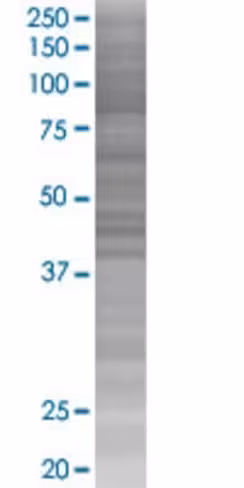 Ptger4 293t cell transient overexpr ession lysate (denatured) 100 µl