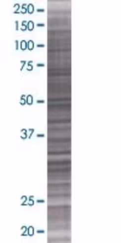 Ptprf 293t cell transient overexpre ssion lysate (denatured) 100 µl
