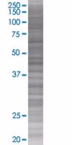 Pex19 293t cell transient overexpre ssion lysate (denatured) 100 µl