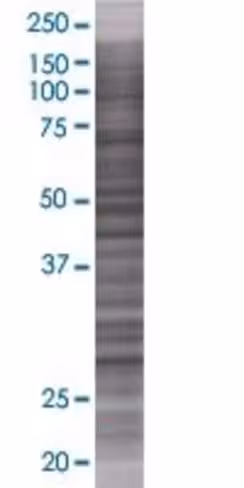 Polr3g 293t cell transient overexpr ession lysate (denatured) 100 µl