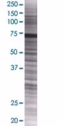 Pold3 293t cell transient overexpre ssion lysate (denatured) 100 µl