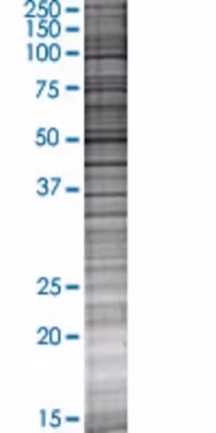Pvrl3 293t cell transient overexpre ssion lysate (denatured) 100 µl